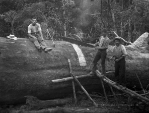 Three men handsawing a large felled tree