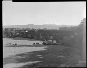 Sheep grazing, Featherston, Wairarapa