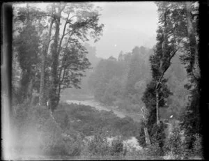 Bush scene with large trees and a stream, unidentified location