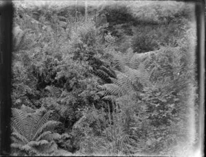 Bush on a hillside with tree ferns and shrubs