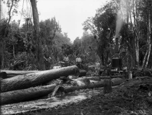 Timber workers using a steam log hauler, Stratford district
