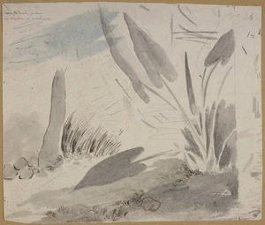 Ellis, William Wade, d 1785 :Taro plant, grows in water at Otaheite. [Between 1777 and 1779]