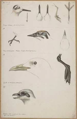Ellis, William Wade, d 1785 :Fringa lobata. N. W. C[oast] of America. Picus tridactylus. Norton's Sound ... Gull ... Butcher bird, caught at ice between Asia and America [1779]