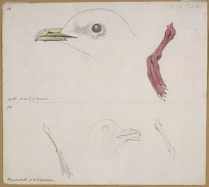 Ellis, William Wade, d 1785 :Gull, N. W. C[oast] of America. Blue petrel ... [1779]