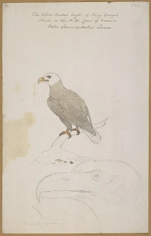 Ellis, William Wade, d 1785 :The white headed eagle of King George's sound on the N. W. coast of America. Falco Leucocephalus Linnaei. [1779]