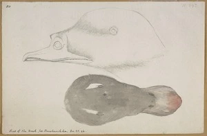 Ellis, William Wade, d 1785 :Head of the duck from Unalaschka [1779]