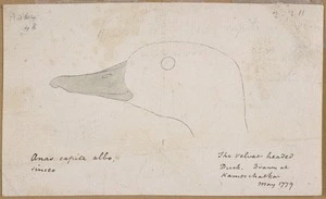 Ellis, William Wade, d 1785 :Anas capite albo sinceo. The velvet headed duck. Drawn at Kamtschatka May 1779