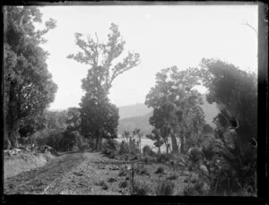 A dirt path cuts through native forest, with a [river? tidal inlet?] in the background, location unknown