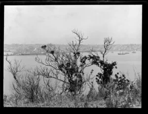 View of Auckland City from Devonport [Mt Victoria?], including Waitemata Harbour and boats at sea, with a shrub featured in the foreground