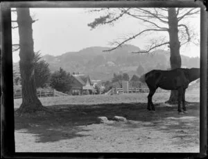 Mt Eden, Auckland, with a skinny horse under pine trees in the foreground, and houses and bush in the background