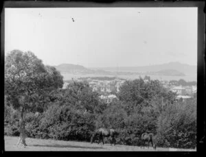 View toward Waitemata Harbour from a paddock in Parnell, Auckland, featuring two grazing horses, and including houses