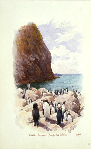 Worsley, Charles Nathaniel, 1862-1923 :Crested penguins, Antipodes Island. [January 1902].