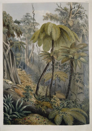 Angas, George French, 1822-1886 :Scene in a New Zealand forest near Porirua. George French Angas [delt]; J. W. Giles [lith]. Plate 6. 1847.
