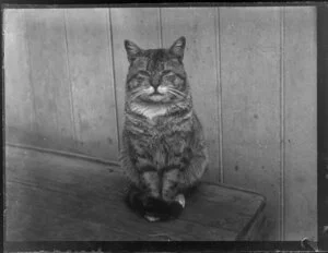 Cat on wooden bench