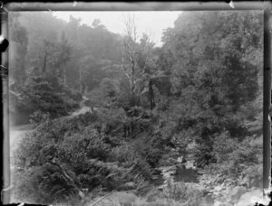 Tararu Creek, Thames-Coromandel District, featuring native bush