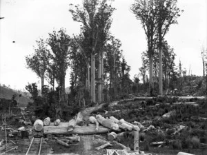 Kauri logs and trees, near a rail transport line, Northland