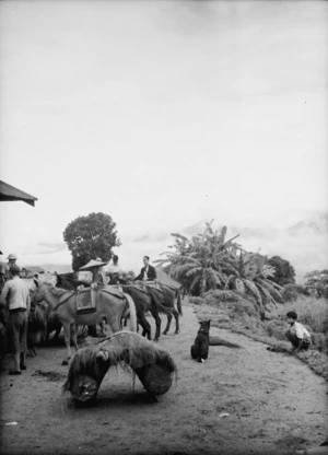 Bungatawng, Burma. Loaded mule caravan, 10 August 1938.