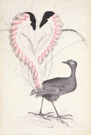 [Hetley, Georgina Burne] 1832?-1898 :[Lyre bird. 1870s or 1880s]