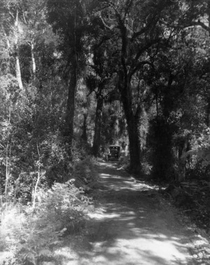 Car on a road through bush, Wainuiomata