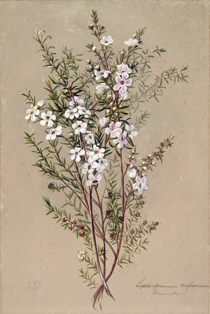 Hetley, Georgina Burne 1832?-1898 :Leptospermum scoparium. Manuka [1880s?]