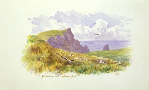 Worsley, Charles Nathaniel, 1862-1923 :Albatross on nest, Antipodes Island. [January 1902].
