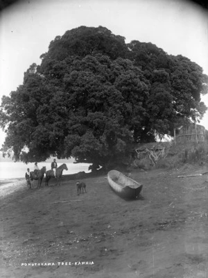 Pohutukawa tree, Kawhia