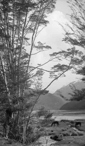 Looking through trees, at the Dart River, Otago