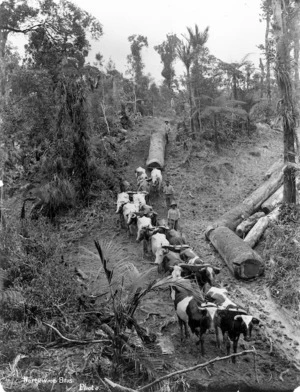 Bullock team hauling timber out of the bush in the Kohukohu area