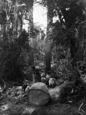 Bullocks hauling a kauri log, Herekino