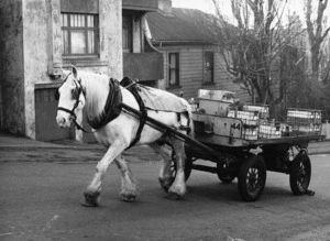 Horse drawn milk cart, Abel Smith Street, Wellington, New Zealand
