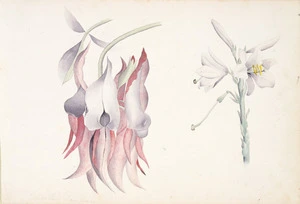 [Hetley, Georgina Burne] 1832?-1898 :Clianthus dampieri [Christmas lily] [1870s or 1880s]