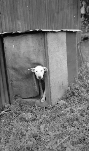 Dog poking its head out of a kennel