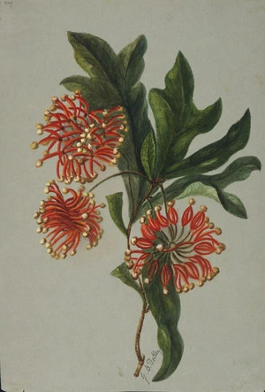 Hetley, Georgina Burne, 1832?-1898 :[Fire wheel tree] Stenocarpus sinuatus, New South Wales [ca 1889]