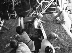 Women workers at the Hastings Wattie's factory examining peas