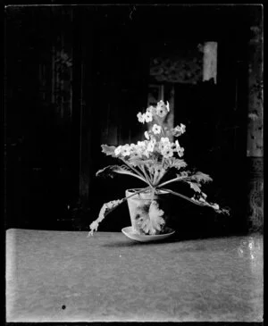 Still life of primrose in a pot