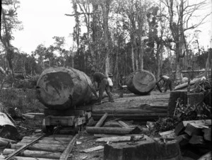 Kauri logs being prepared for transport by bush railway, North Auckland