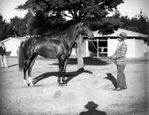 Unidentified horse and handler, possibly Hugh Telford's stables, Trentham, Upper Hutt