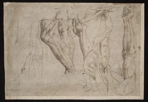 Artist unknown :[Anatomical studies attributed to Michelangelo ca 1500 or later?]