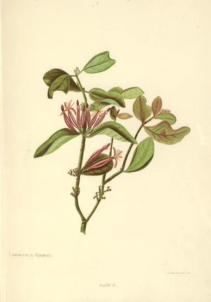 Hetley, Georgina Burne, 1832-1898 :Loranthus adamsii. Plate 12. Leighton Brothers lith. [1888]