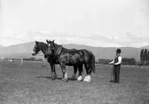 Two horses in a paddock with a man holding the reins