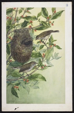 Daff, Lily Attey, 1885-1945 :[Grey warbler. ca 1933]