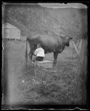 Māori boy milking a cow