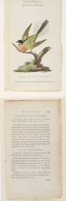 [Latham John] 1740-1837 :Fantail fly catcher. Order 6th, Passeres. Genus 75 Muscicapa. 1791