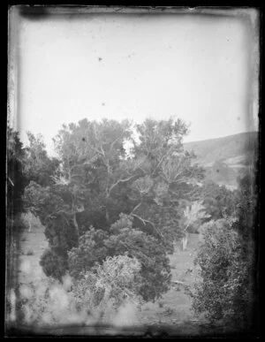 Trees in a field