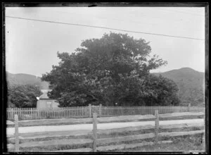 Large tree and wooden fences