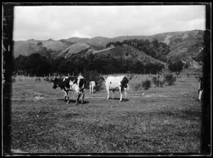 Friesian cows and calf