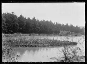 Pine trees along a riverbank