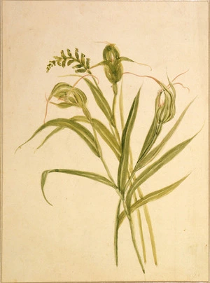 Harris, Emily Cumming, 1837?-1925 :[Pterostylus banksii and microtis unifolia. 1860s?]