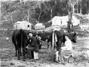 A school inspector and Mabel Smith, milking cows in front of the Smith homestead, Taranaki region