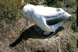 Photograph of a Southern Royal albatross (Diomedia epomophora epomophora), Campbell Island